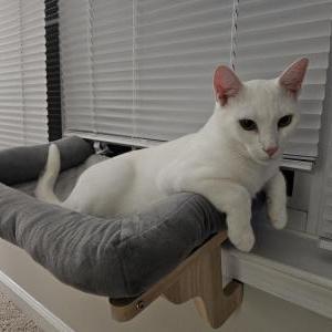 Lost Cat Khonsu