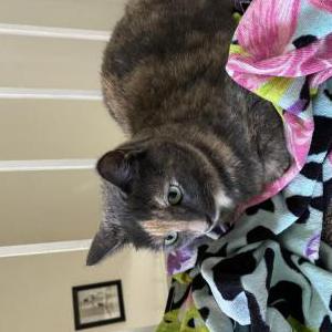 Lost Cat Violet