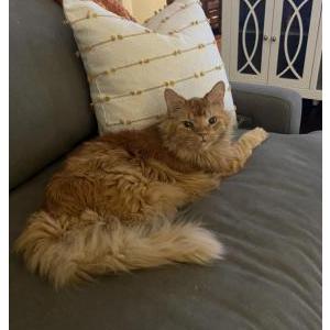 Lost Cat Hemi