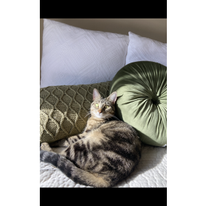 Lost Cat Kitty