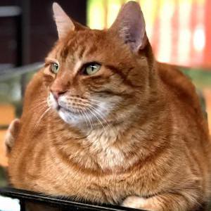 Lost Cat Dodger