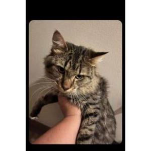 Lost Cat Little buddy