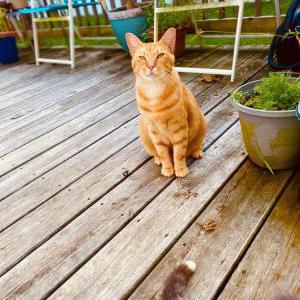 Lost Cat Chester
