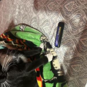 Lost Cat Midnight
