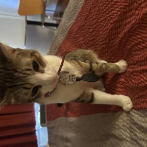 Lost Cat Leo