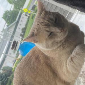 Lost Cat Cheddar
