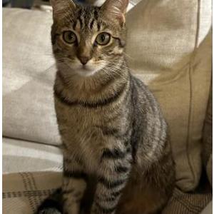 Lost Cat TIger
