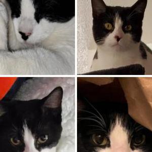 Lost Cat Lucy