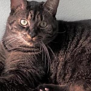 Lost Cat Sully