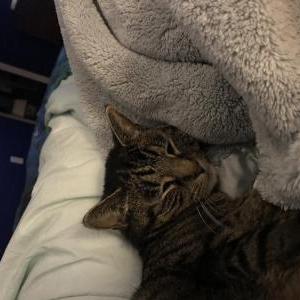 Lost Cat Eddie
