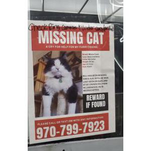 Lost Cat Bill
