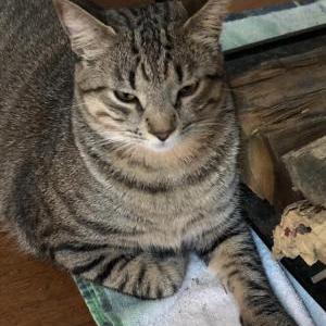 Lost Cat Striker