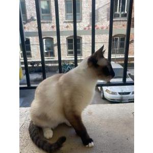 Lost Cat Cali