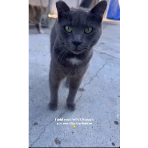 Lost Cat Garbanzo