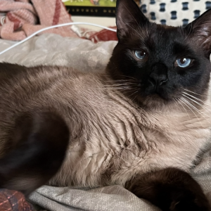 Lost Cat Tofu