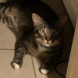 Lost Cat Barfield