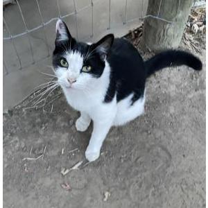 Found Cat Unknown