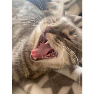 Lost Cat Opie