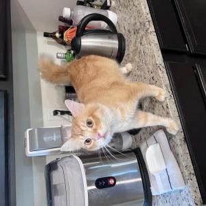 Lost Cat Aries
