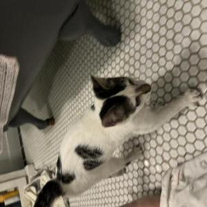 Found Cat Unknown