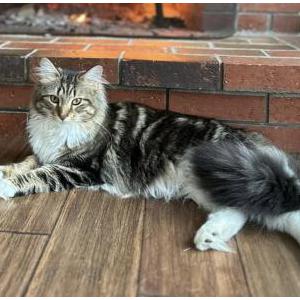 Lost Cat Mabel