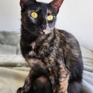 Lost Cat Mazikeen