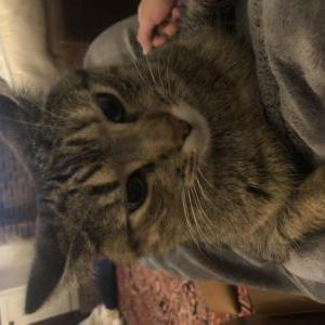 Lost Cat Grace