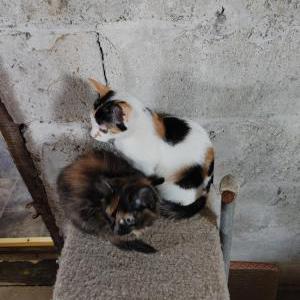 Lost Cat Eggy