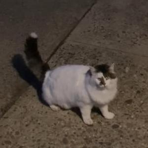 Lost Cat Muffin