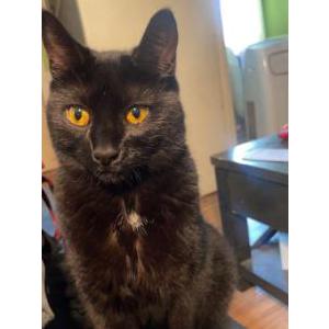 Lost Cat Storm