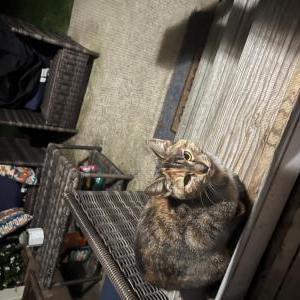 Found Cat Unknown