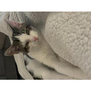 Lost Cat Furgus