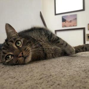 Lost Cat Jaymo
