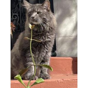 Lost Cat Oliver