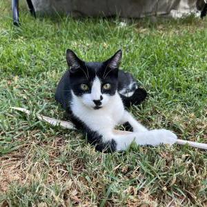 Lost Cat Billy