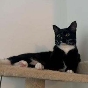 Lost Cat Mochi
