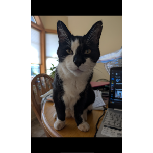 Image of Stinker, Lost Cat
