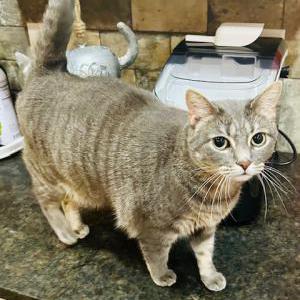 Lost Cat Willow
