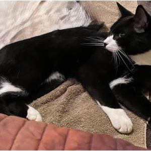 Image of Puma, Lost Cat