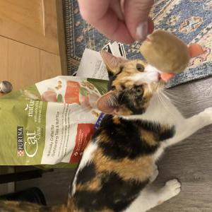 Found Cat unknown