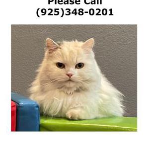 Lost Cat Peepee