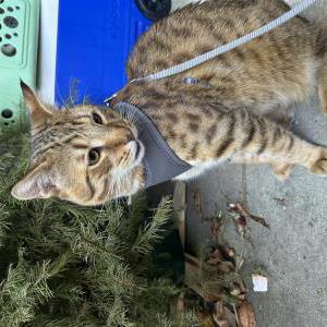 Lost Cat Milo