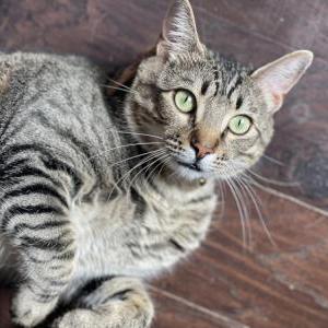 Lost Cat Pepper