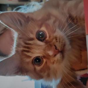 Lost Cat Tiger