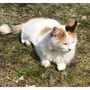 Lost Cat Cali