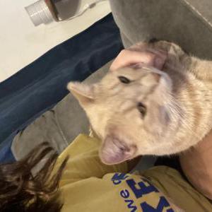 Lost Cat Frisco