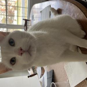Found Cat Unknown