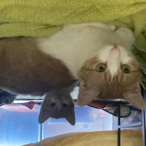 Image of cheetoh, Lost Cat