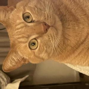 Lost Cat Red/loco/gato