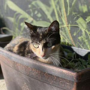 Lost Cat Akita